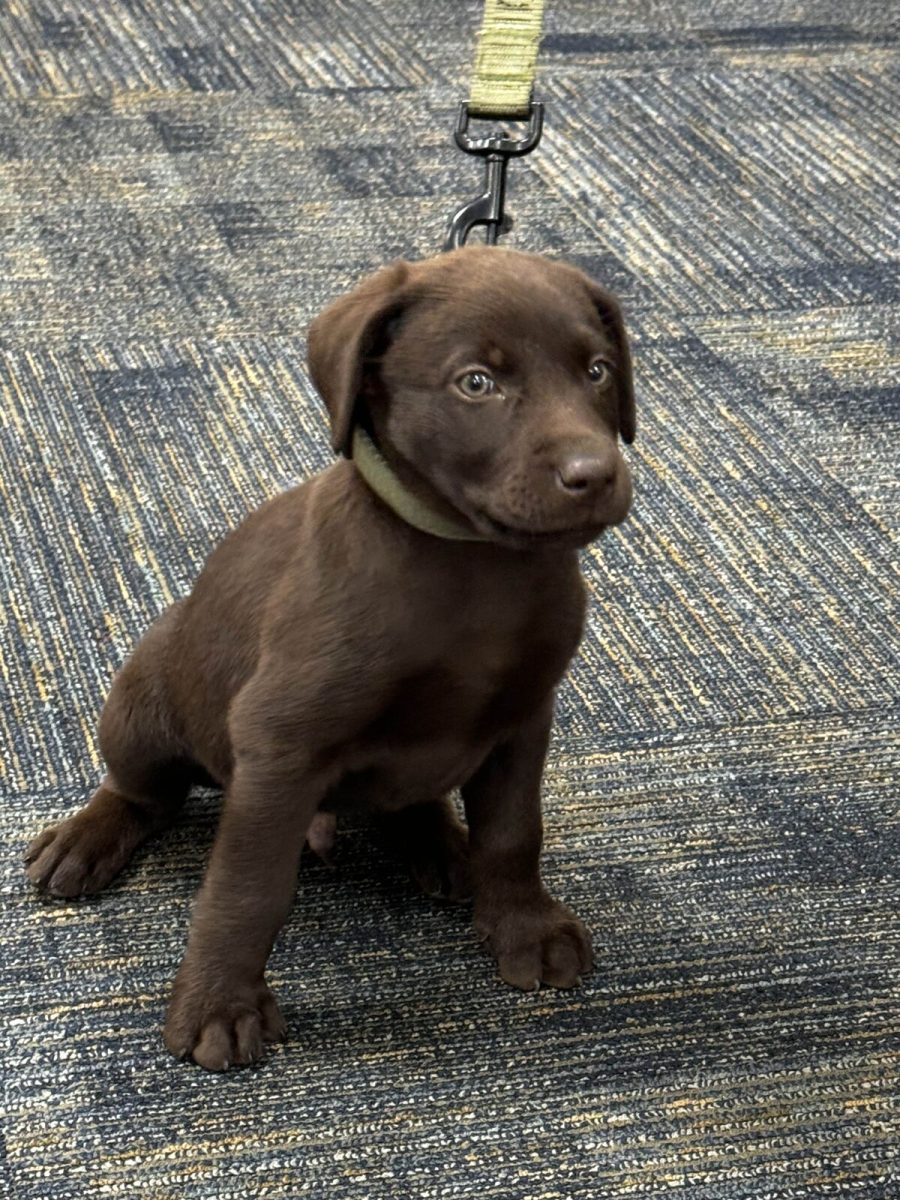 Central Heights' police puppy poses for the camera.